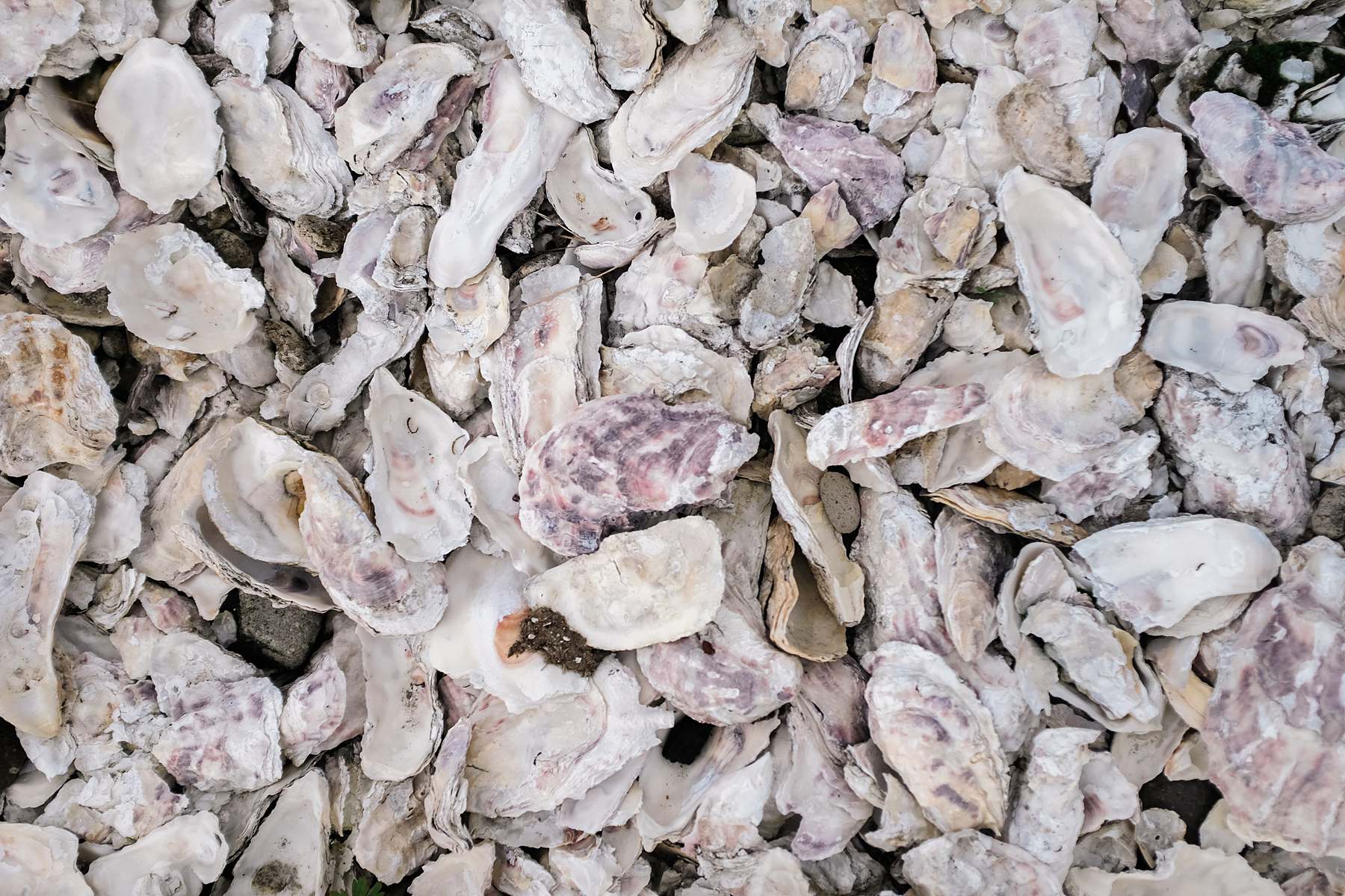 crushed shells for landscaping in Long Beach, Washington 
