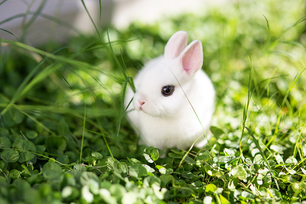 dwarf-hotot-blogger-blog-rabbit-urban-farm-bunnies-ranch-home-001