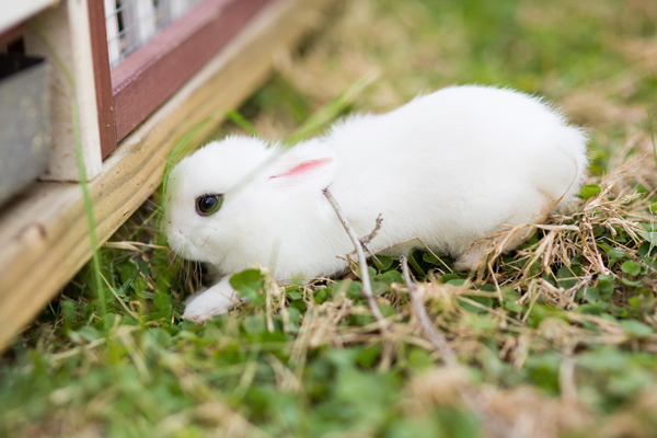 dwarf-hotot-blogger-blog-rabbit-urban-farm-bunnies-ranch-home-005