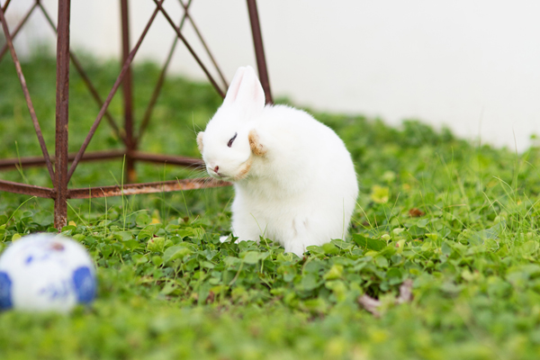 dwarf-hotot-blogger-blog-rabbit-urban-farm-bunnies-ranch-home-008