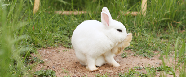 bunny-pose-4