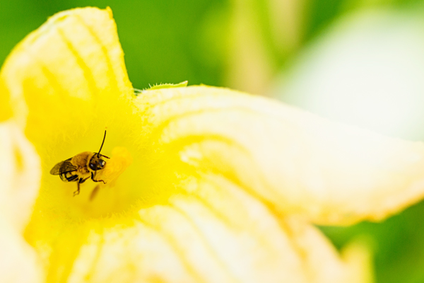 garden-bee-spring-2014-phoenix-backyard-urban-farm-gardening-113