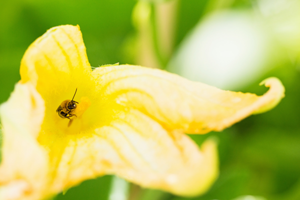 garden-bee-spring-2014-phoenix-backyard-urban-farm-gardening-114