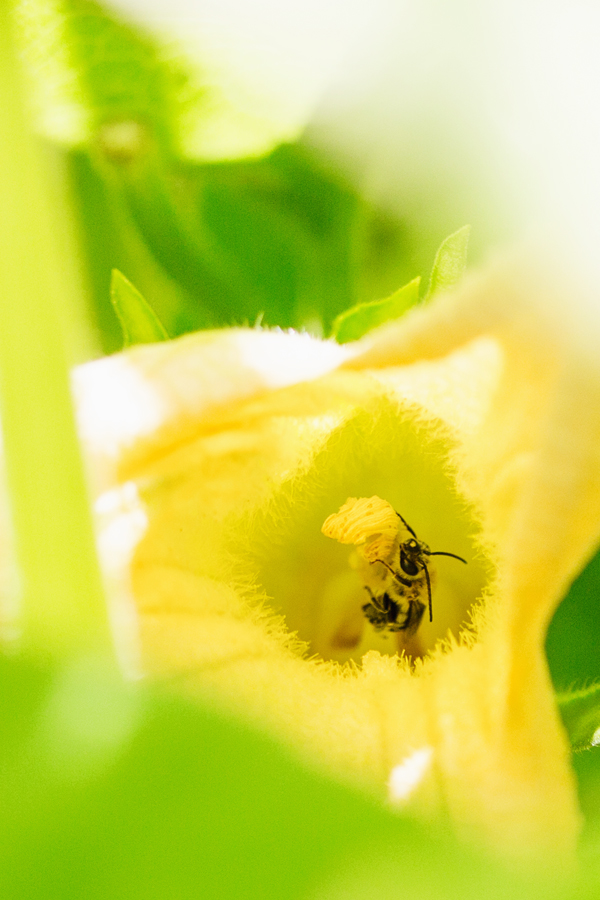 garden-bee-spring-2014-phoenix-backyard-urban-farm-gardening-115