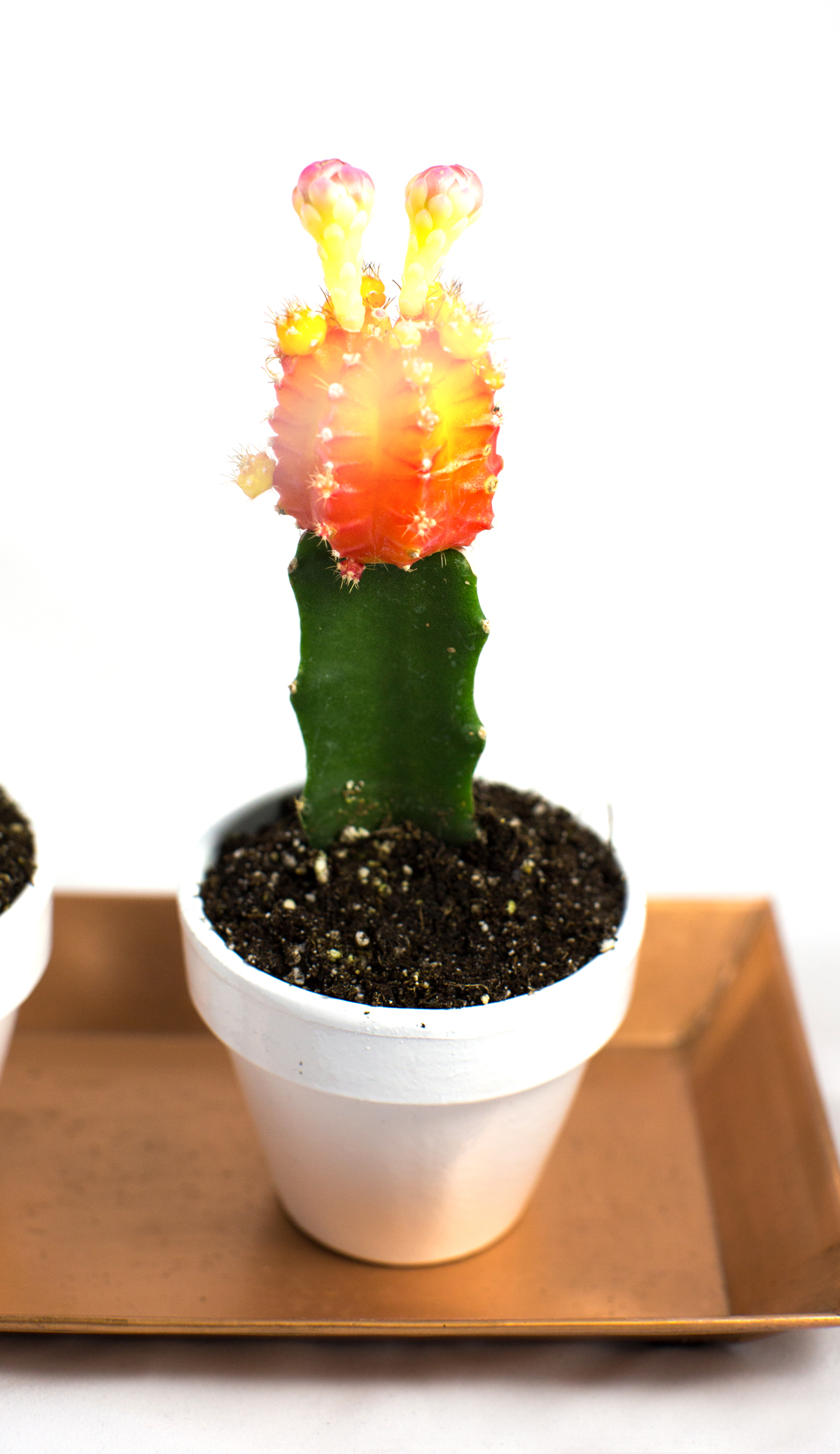 neon-cactus-112