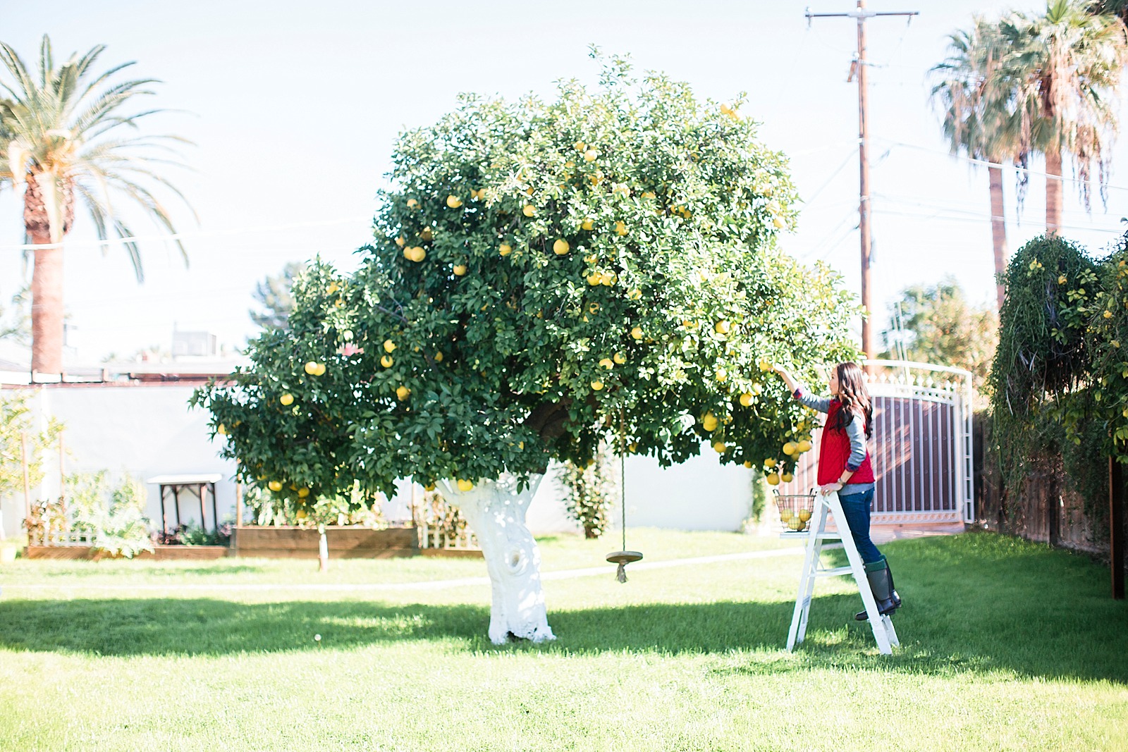 grapefruit tree picking girl on ladder