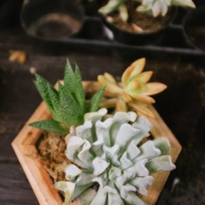photos of a succulent in a octagon shaped wood box