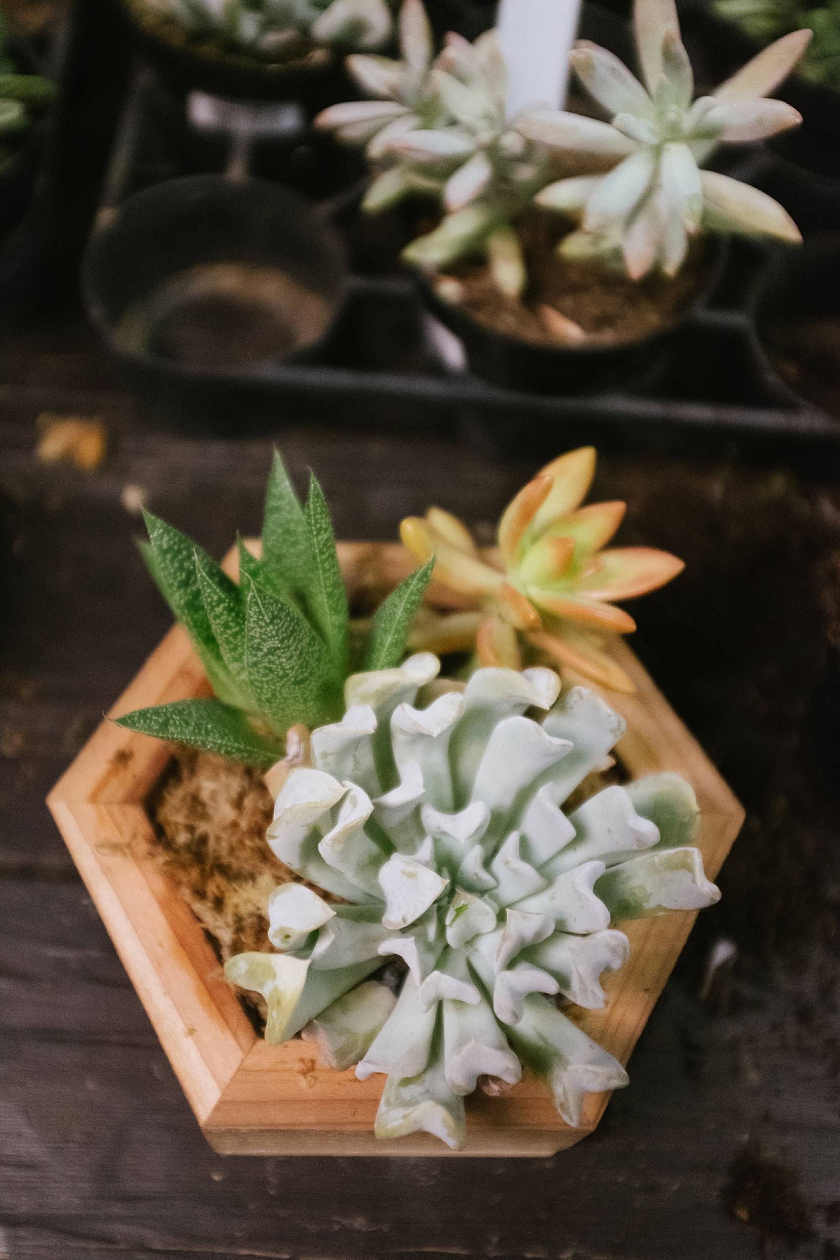 photos of a succulent in a octagon shaped wood box