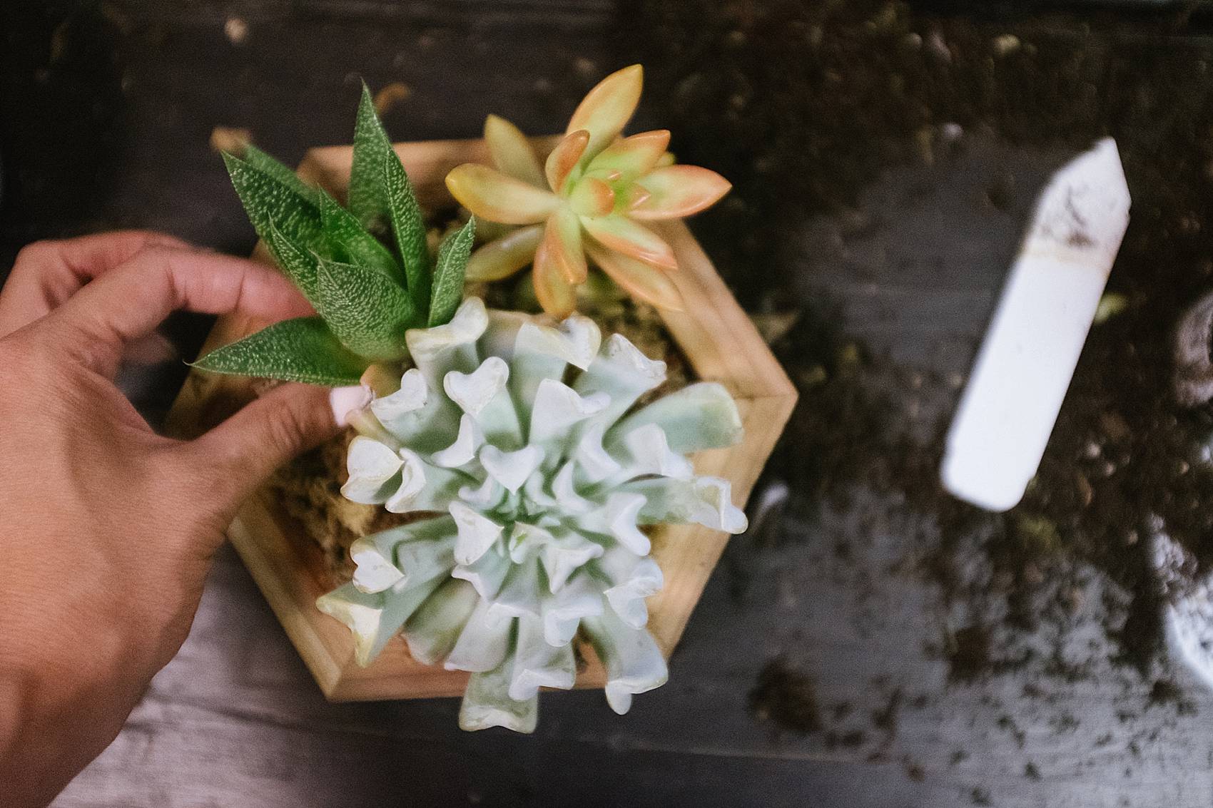 final result of a succulent wall planter in an octagon box