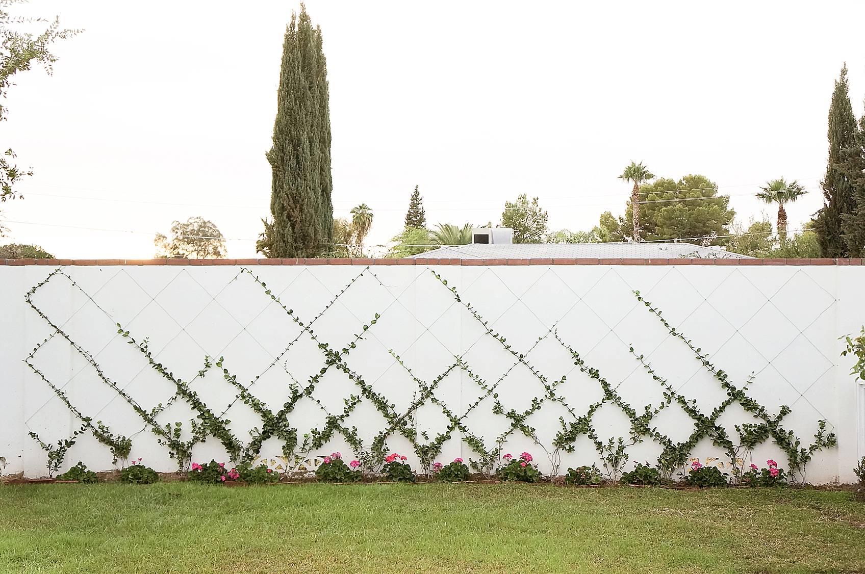 white cinderblock wall with small jasmine training into a trellis diamond pattern
