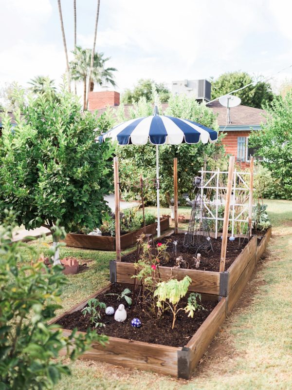 raised garden beds in backyard cute blue umbrella, about fall gardening in phoenix arizona