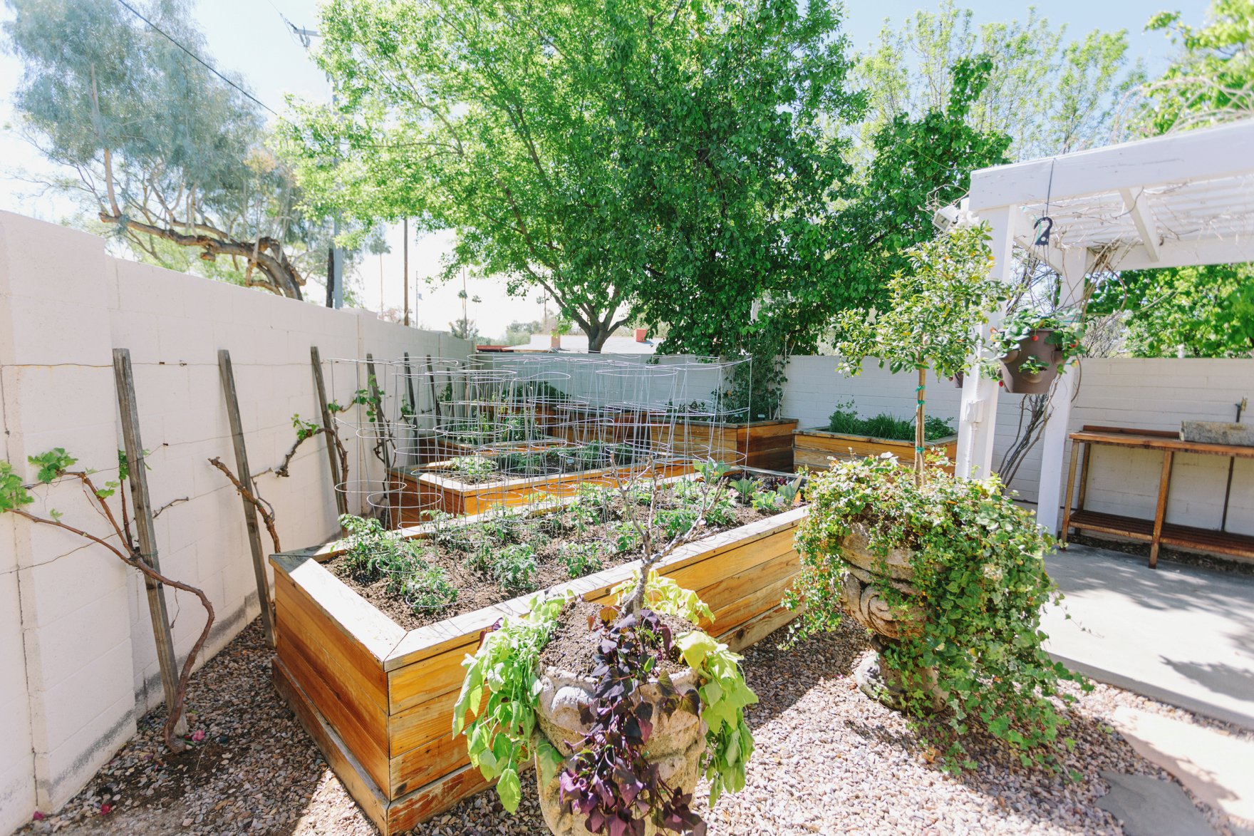 Central Phoenix arizona house tour To Have to Host Lory Parson backyard garden