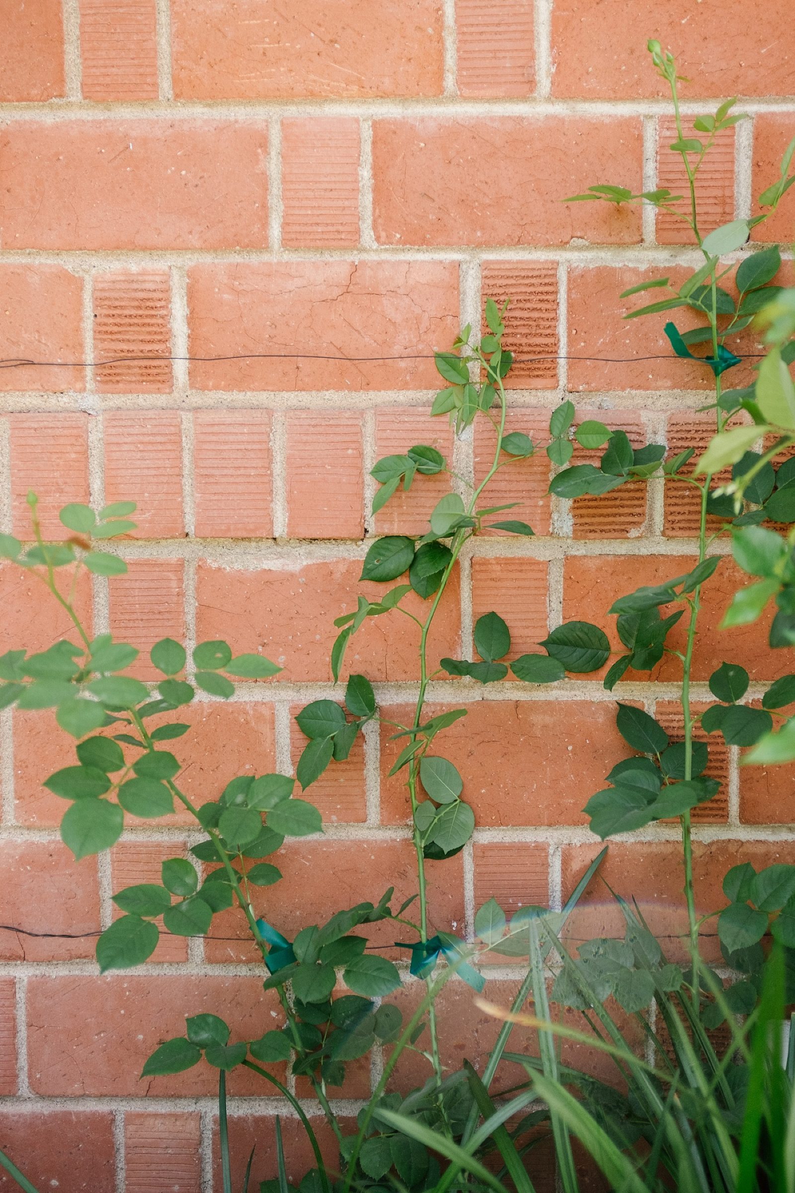 howtomaketrellisrosevinesonbrick21 Diana Elizabeth