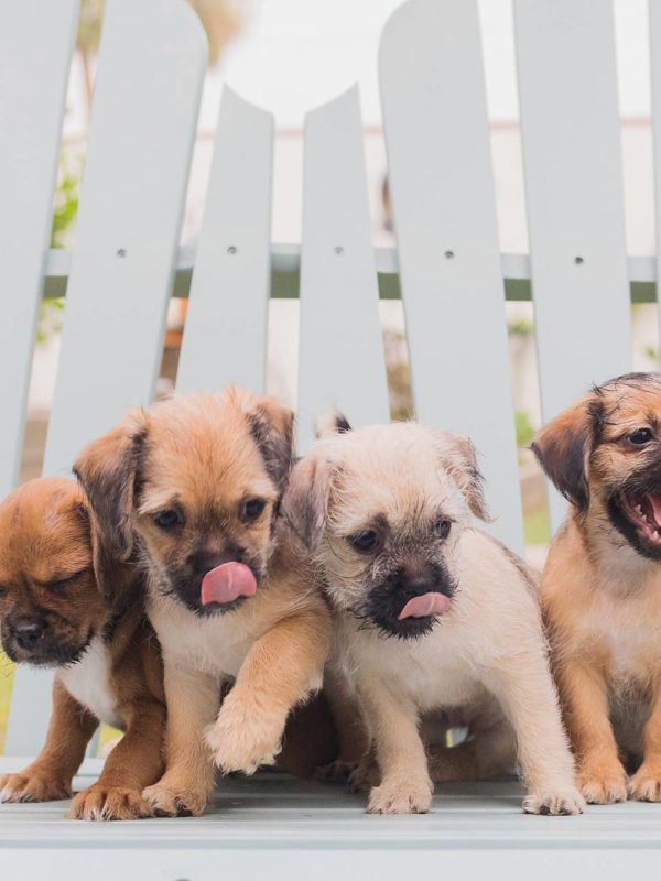 Puppy photoshoot, five little pup dogs in the backyard licking a popsicle held by Phoenix lifestyle blogger Diana Elizabeth