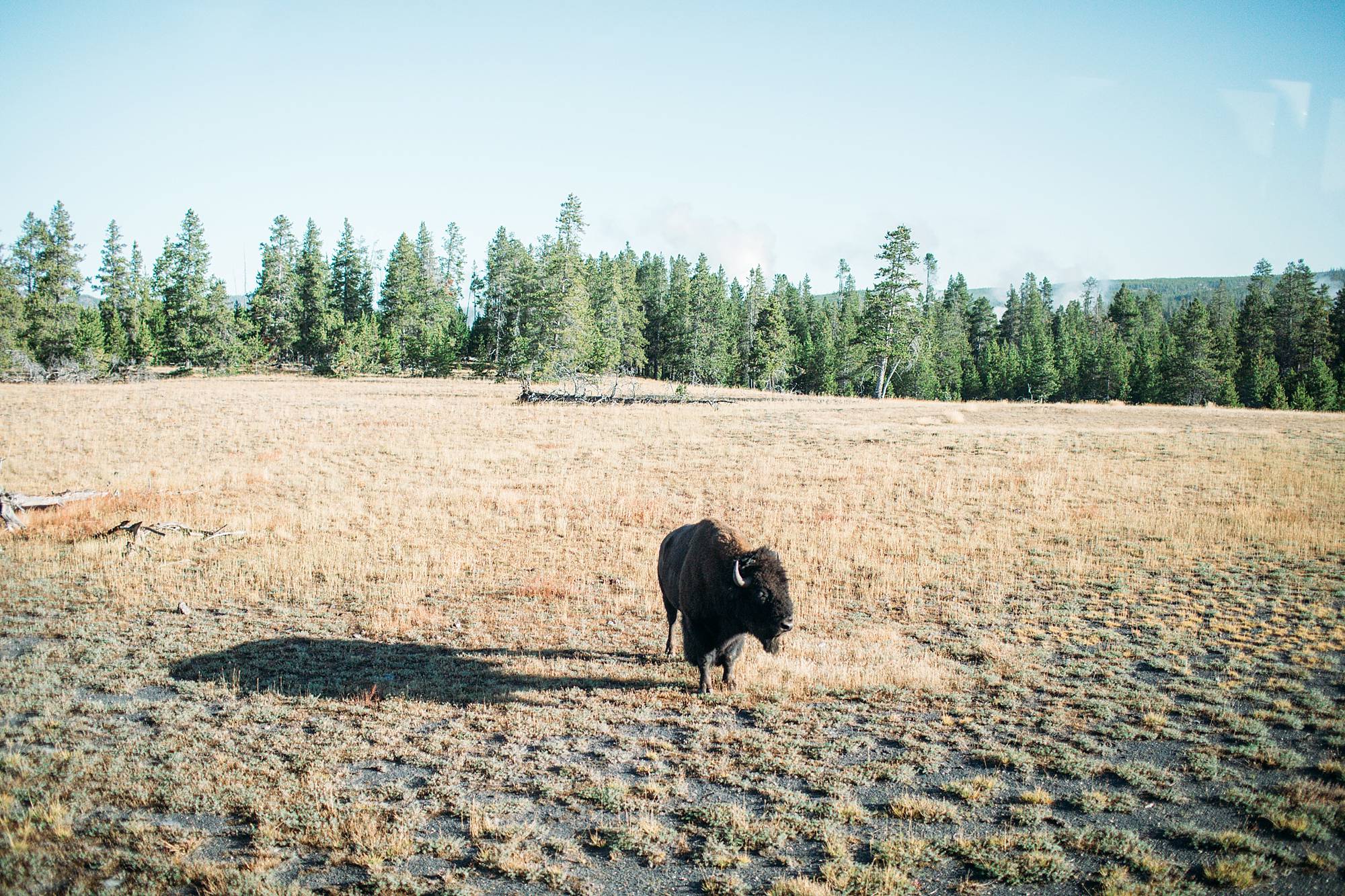 buffalo at Yellowstone park