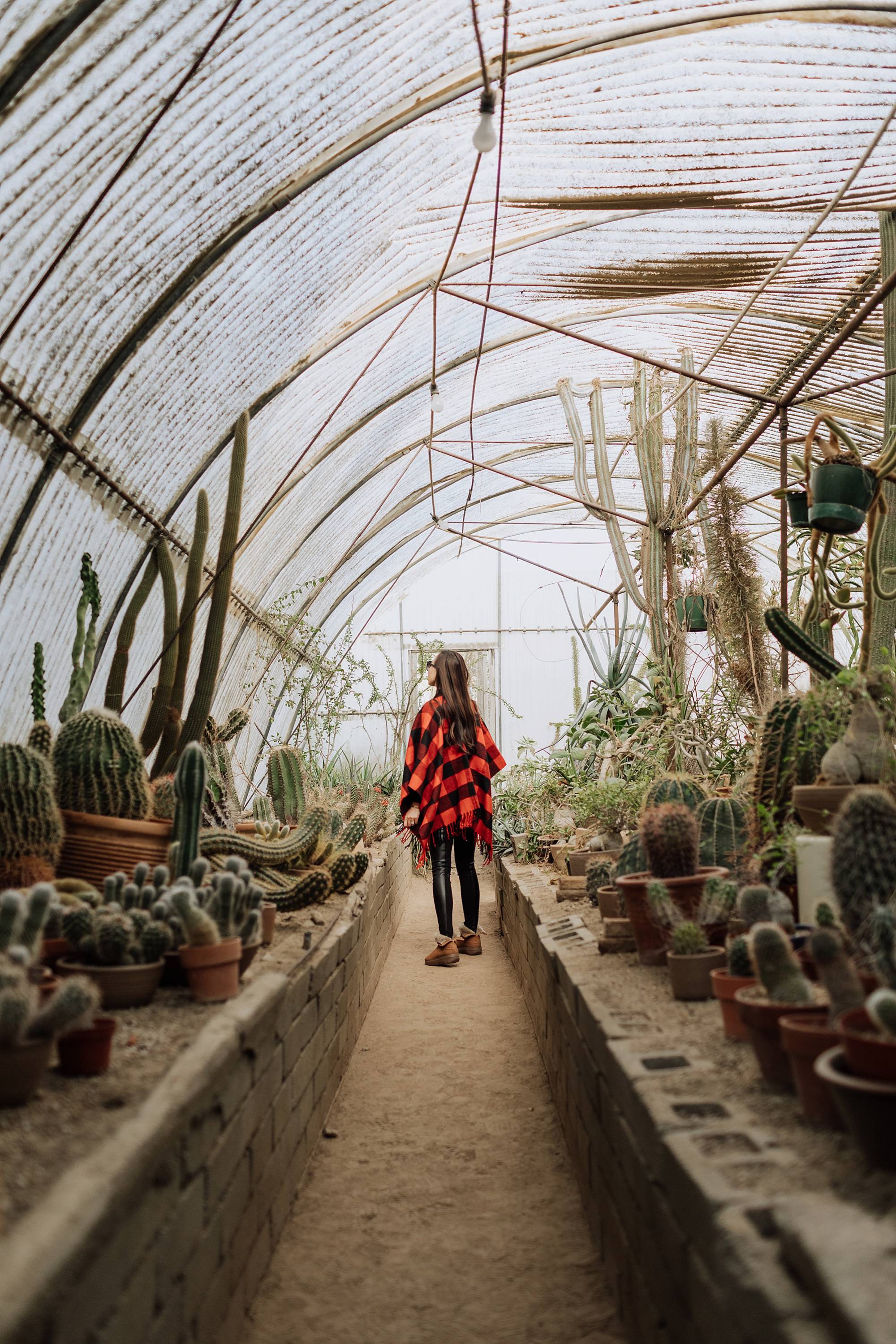 Moorten Botanical Garden Palm Springs cactus garden outdoor buffalo check poncho Abercrombie on phoenix travel and lifestyle blogger Diana Elizabeth wearing cozy shearling boots by FitFlop #cactusgarden #palmsprings #greenhouse