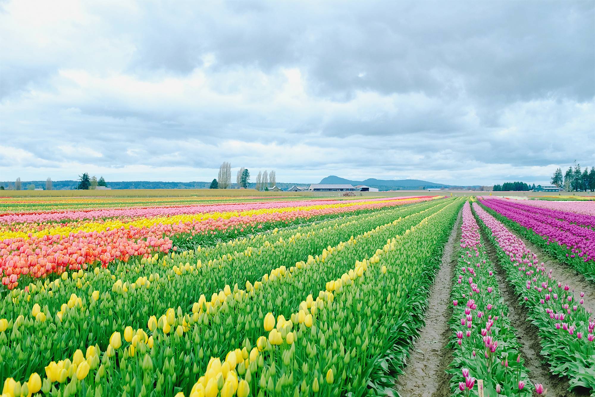 Skagit Valley tulip festival Washington tulip field