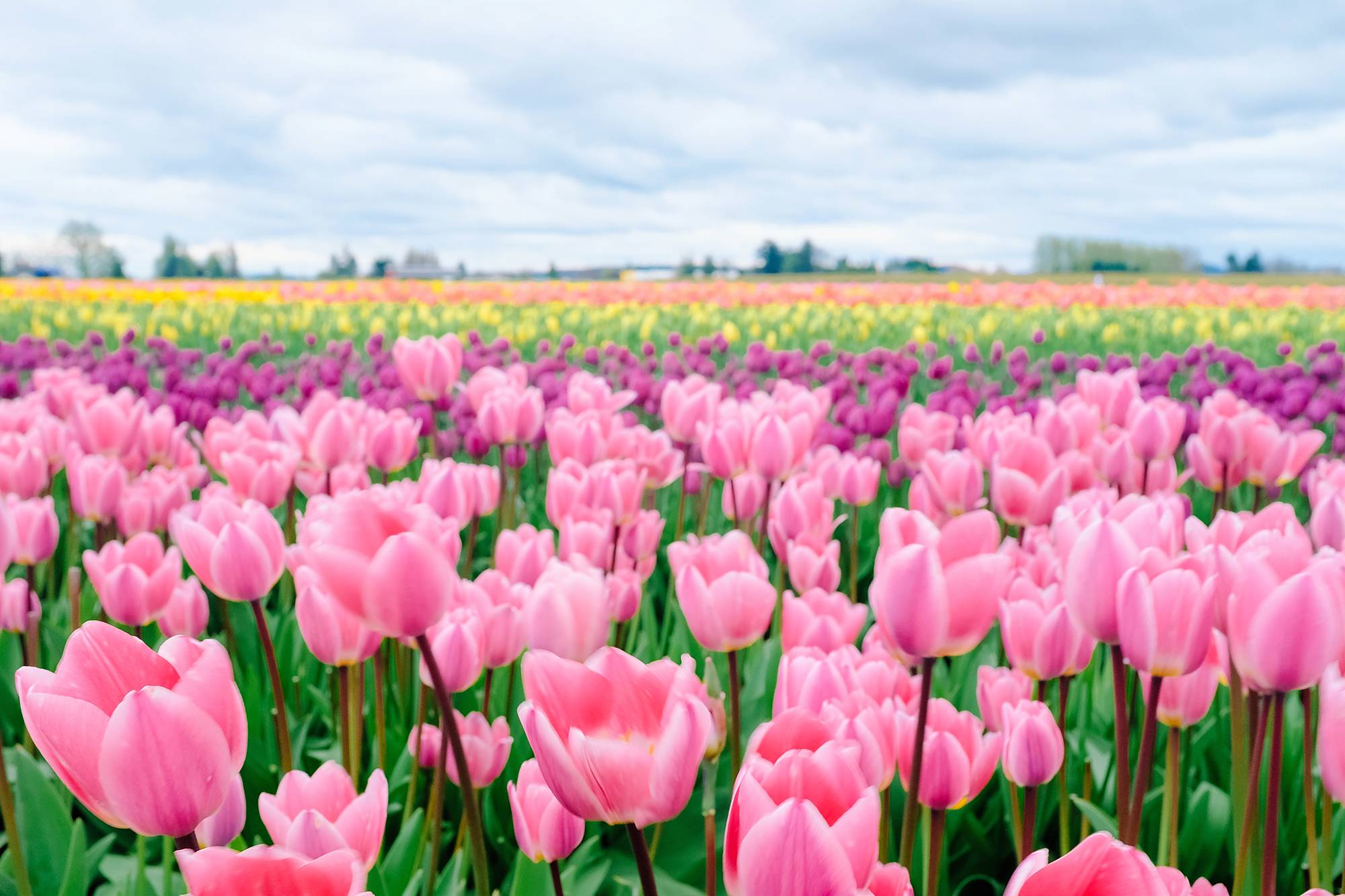 Skagit Valley tulip festival Washington tulip field
