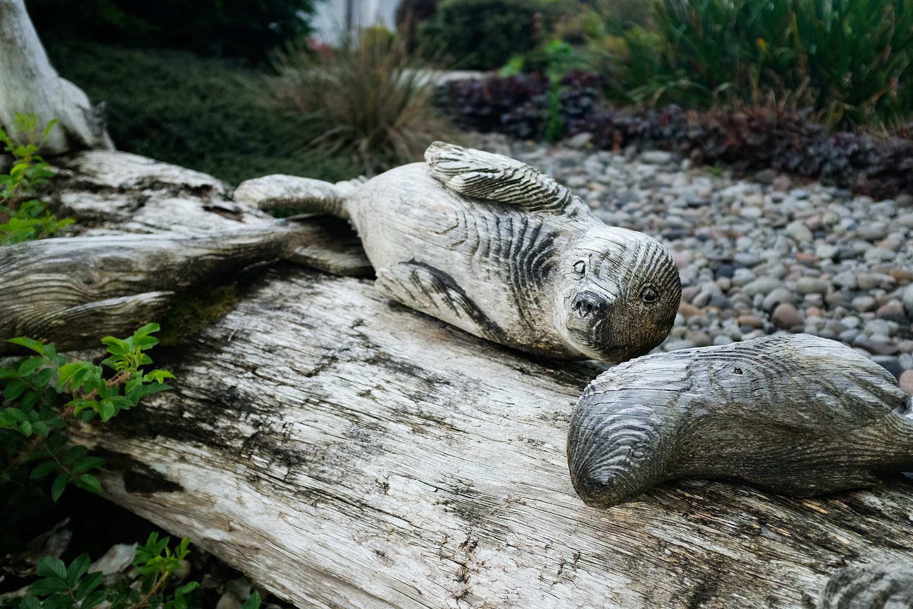 wood seals beach wood