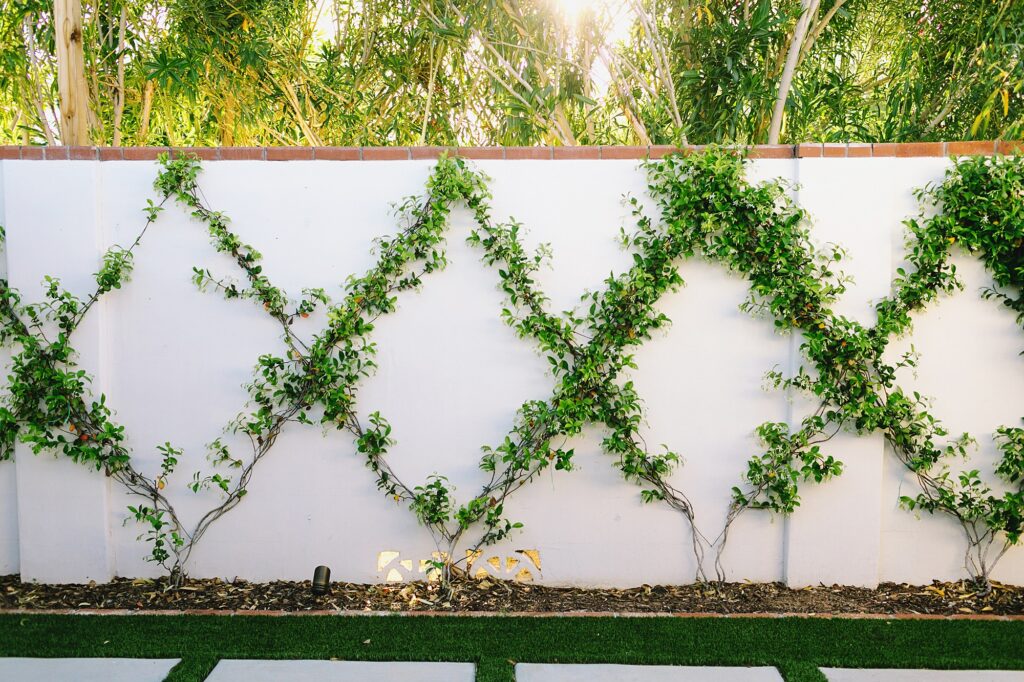 How to make a jasmine vine wall trellis, climbing vines, what to do with a blank wall.