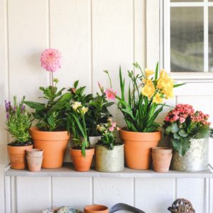flowers in galvanized and terra-cotta pots on pot planter stand against white toolshed