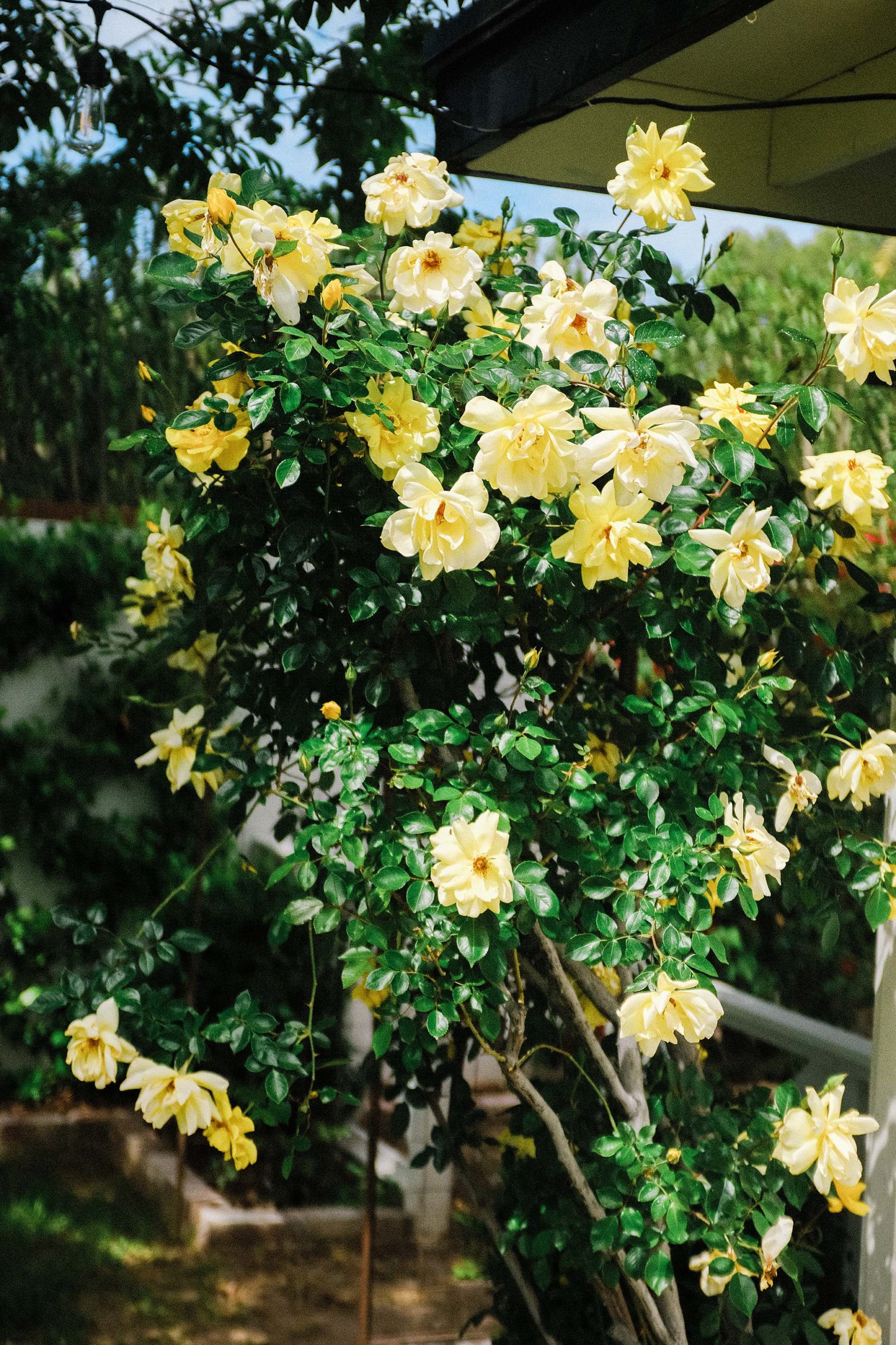yellow roses climbing