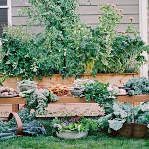 Backyard garden beds with arched trellis for pet, tomatoes, and vegetables. Kitchen Garden Revival book - photography by Eric Kelley