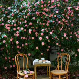 pink flowers under a tree seating for two charcuterie board Photograph from French Country Cottage Inspired Gatherings by Courtney Allison. Reprinted by permission of Gibbs Smith Publishing.