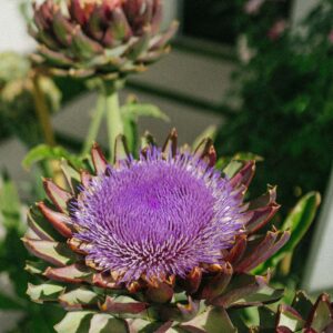artichoke in first day of bloom stage