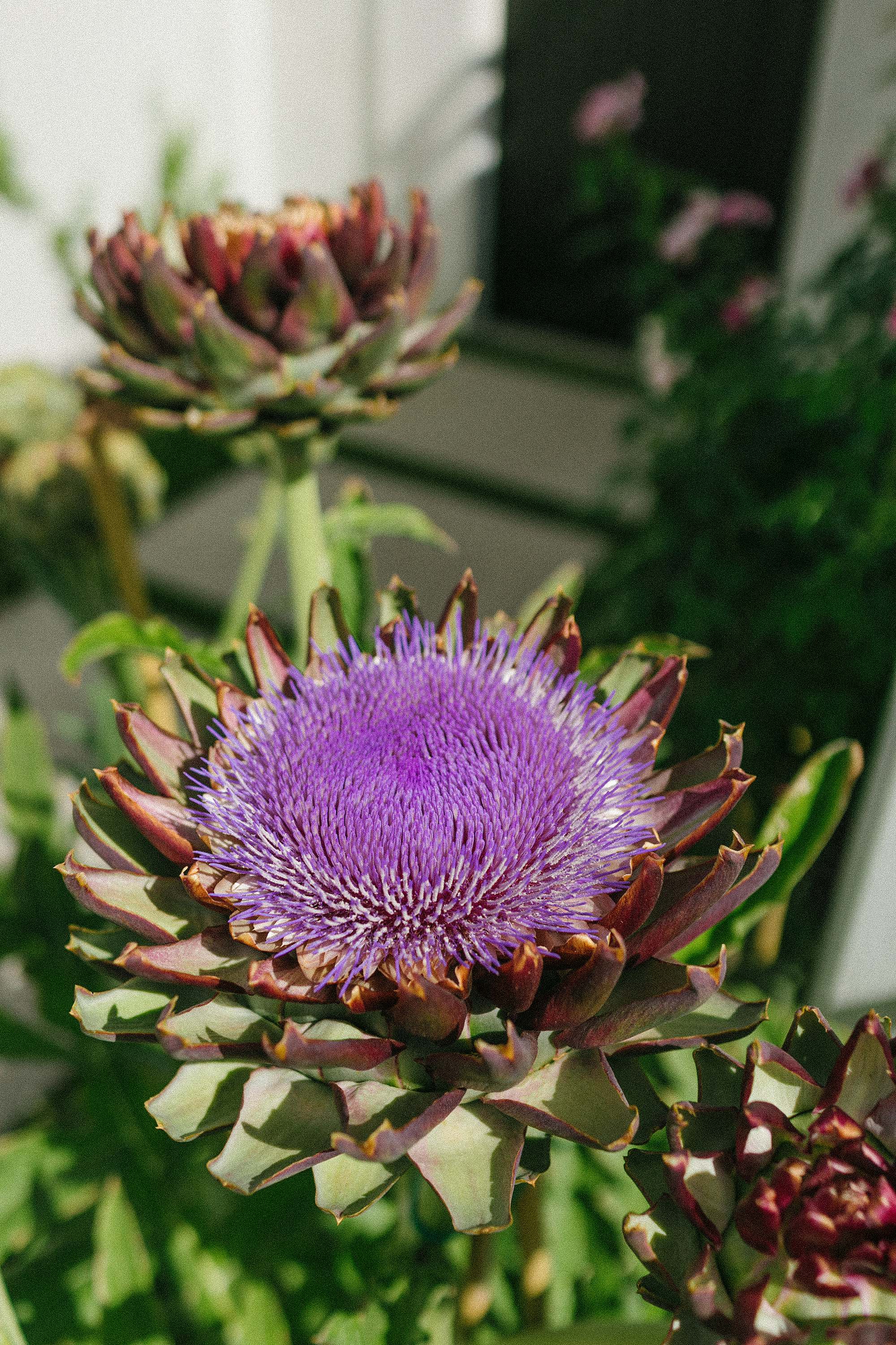 artichoke in first day of bloom stage