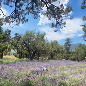 pine lavender farm in Arizona