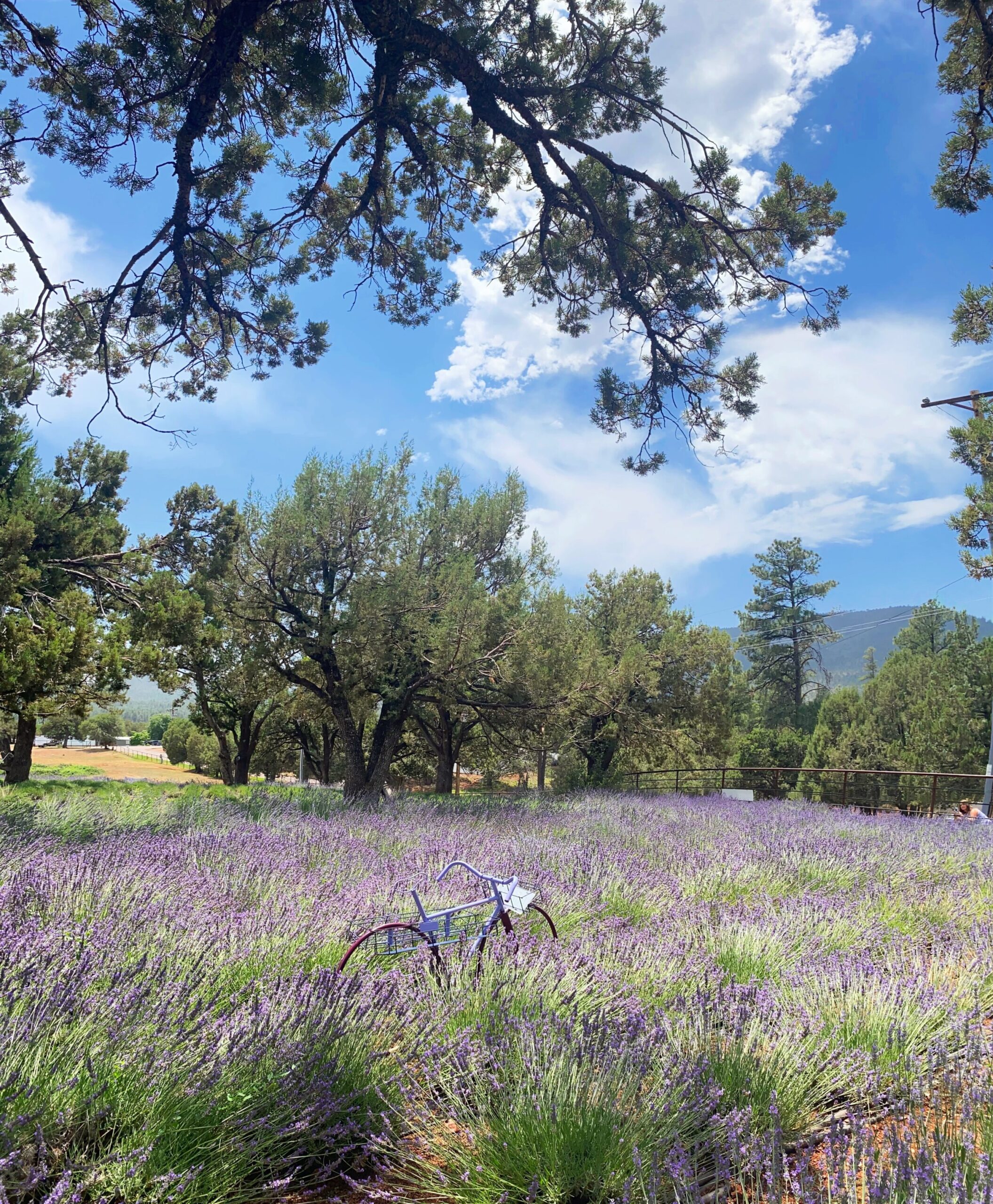 pine lavender farm in Arizona