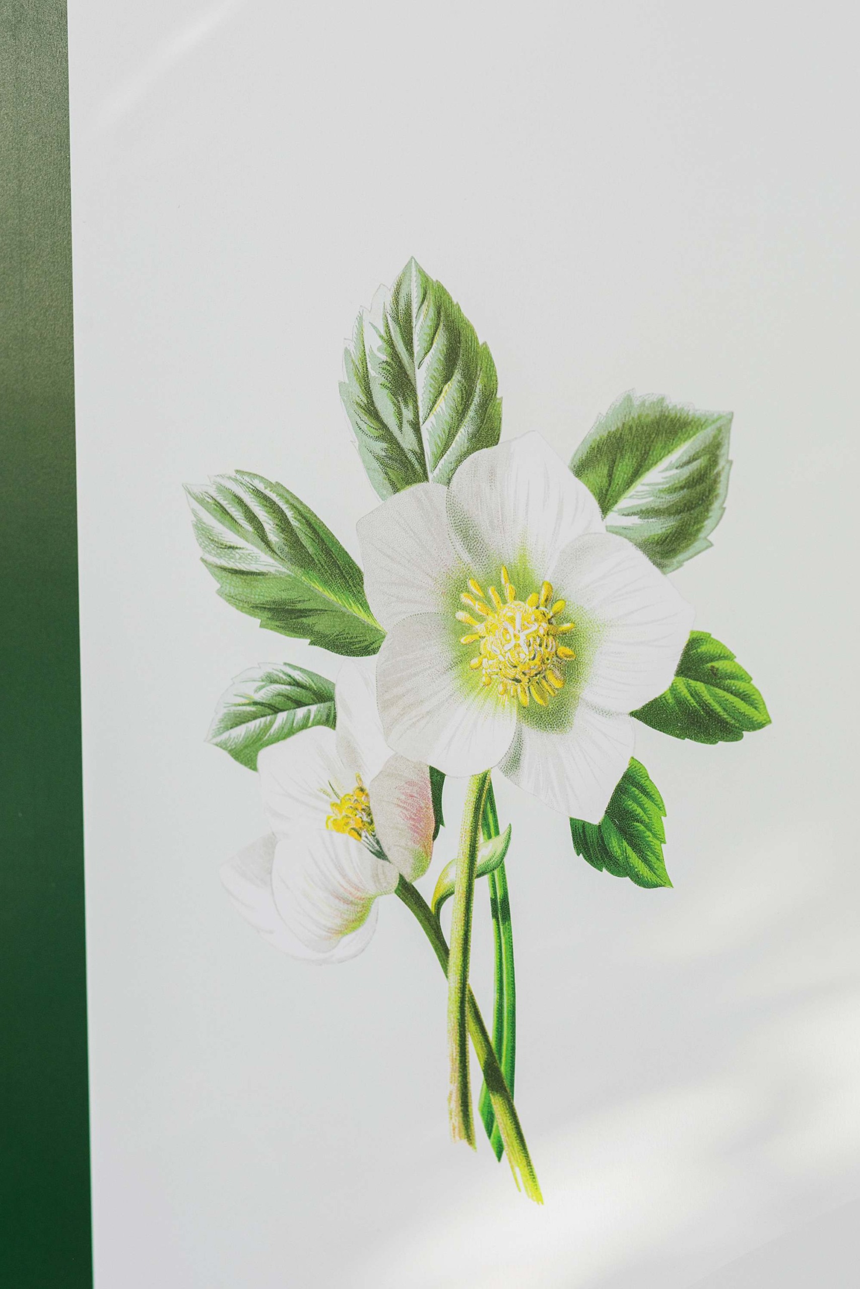 botanical print classy custom cornhole boards classic by Tosso 