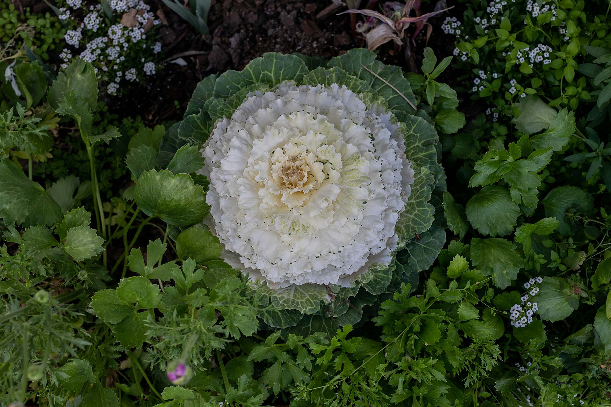 ornamental cabbage not to be eaten - garden blog diana elizabeth phoenix arizona