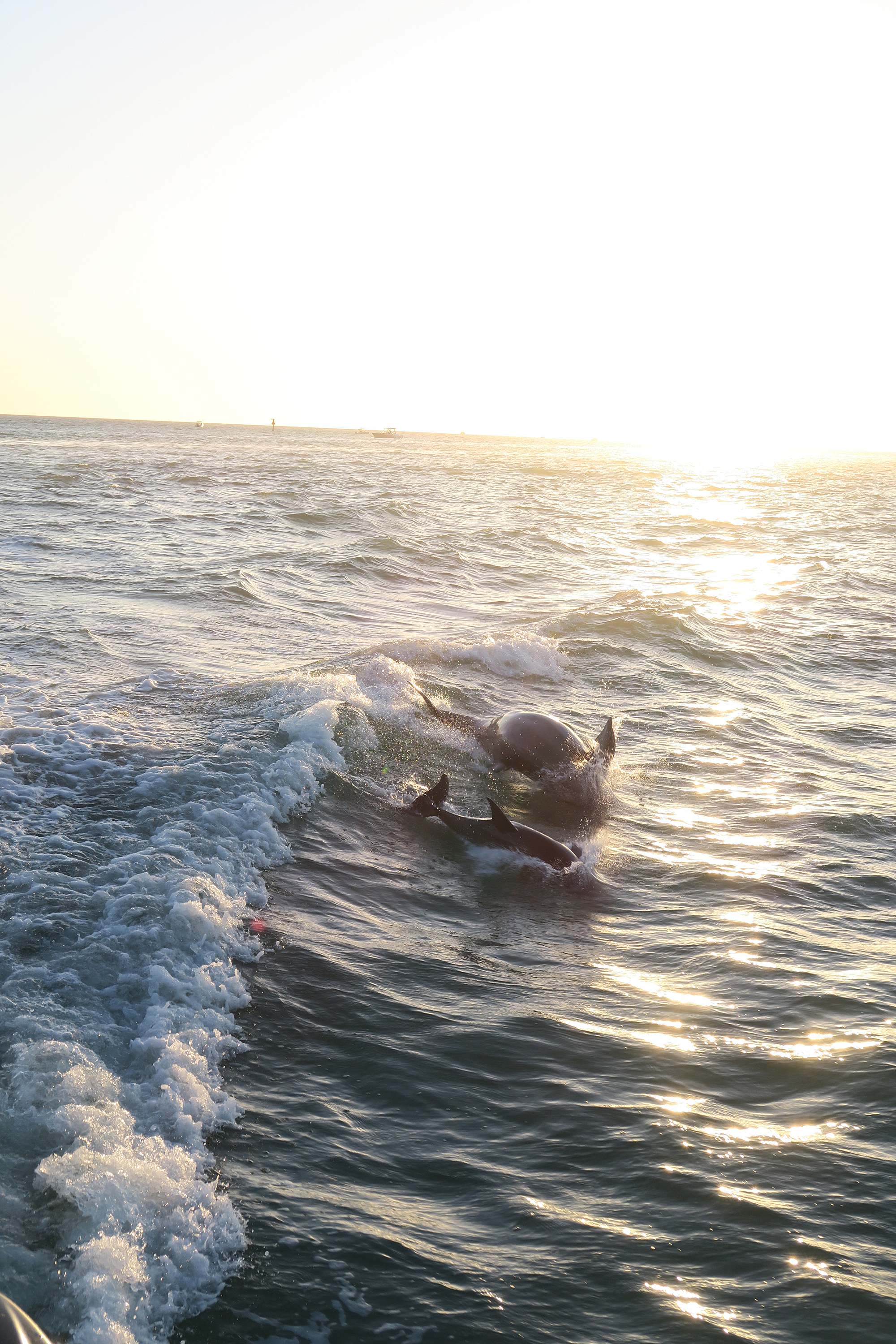 dolphin tour Marco Island Florida 