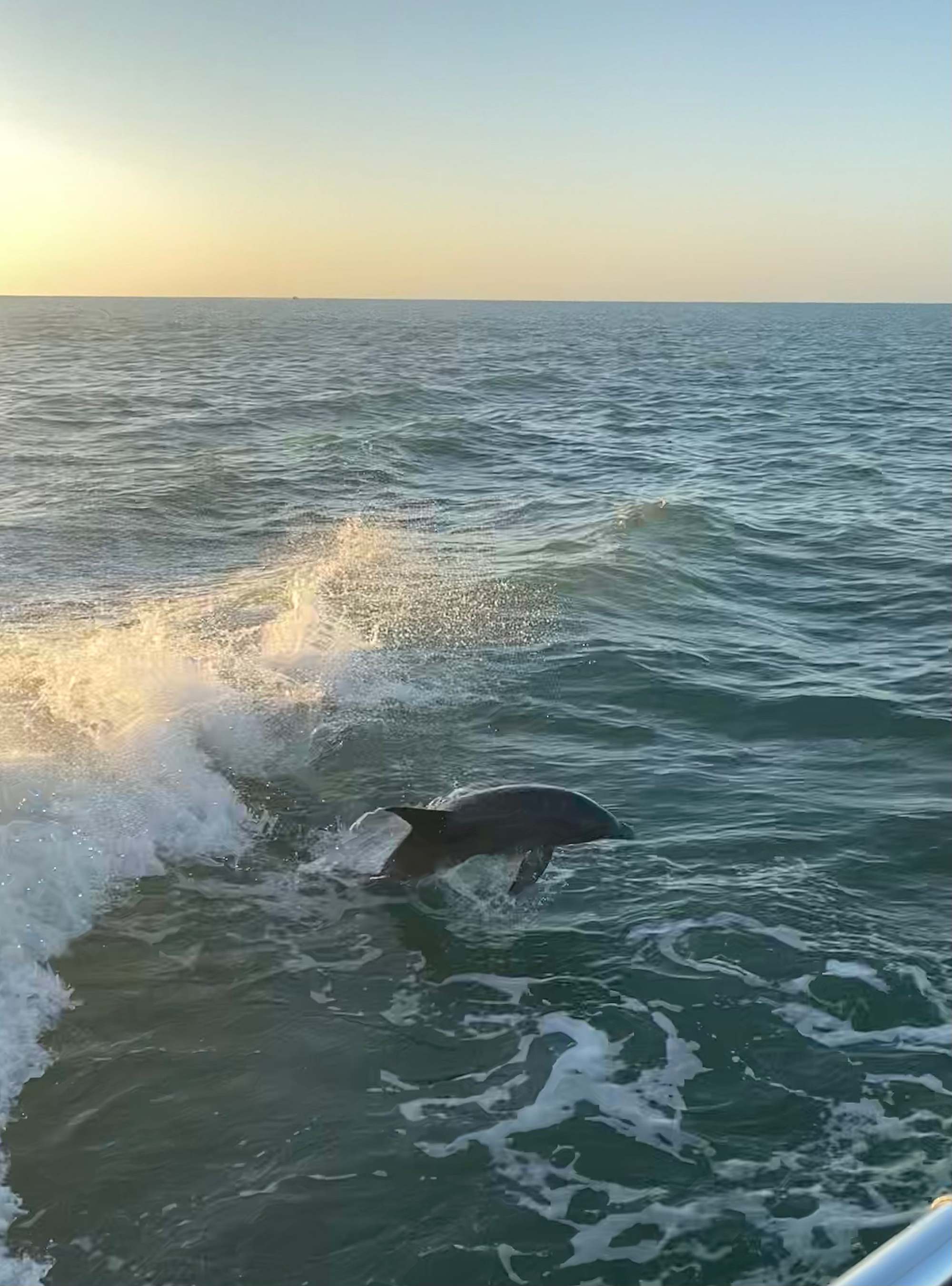 dolphin watching in Marco Island Florida things to do