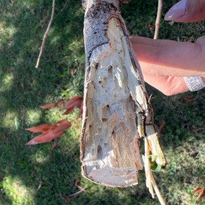 termites or wood boring beetles in tree?