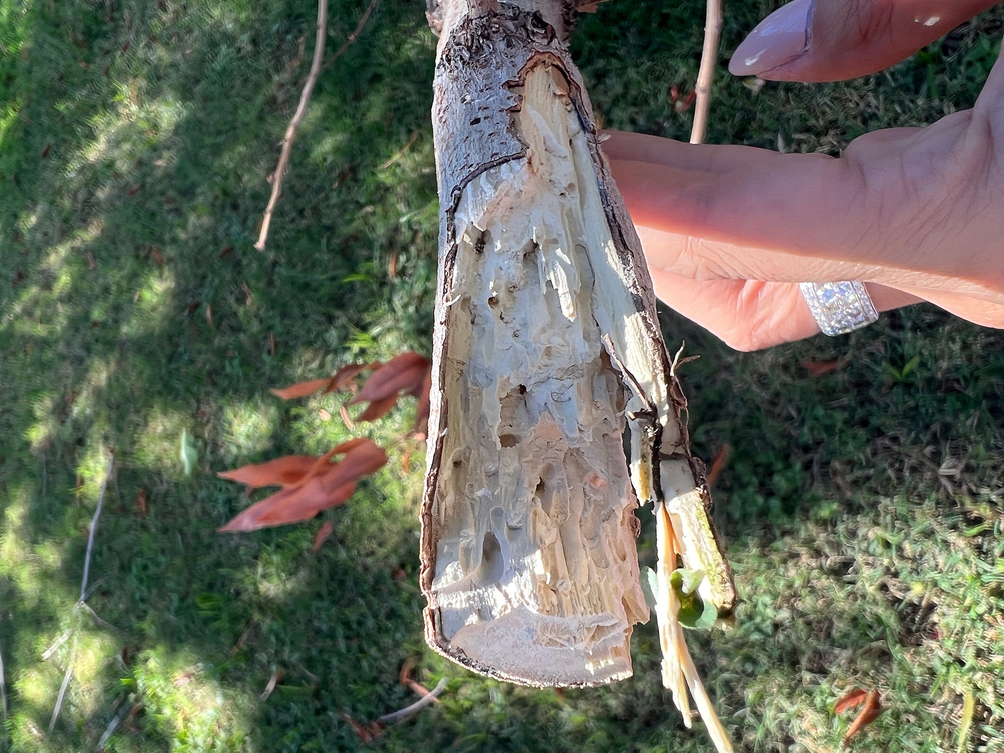 termites or wood boring beetles in tree?