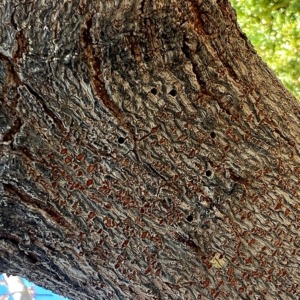 small holes in a tree termites or wood boring beetles