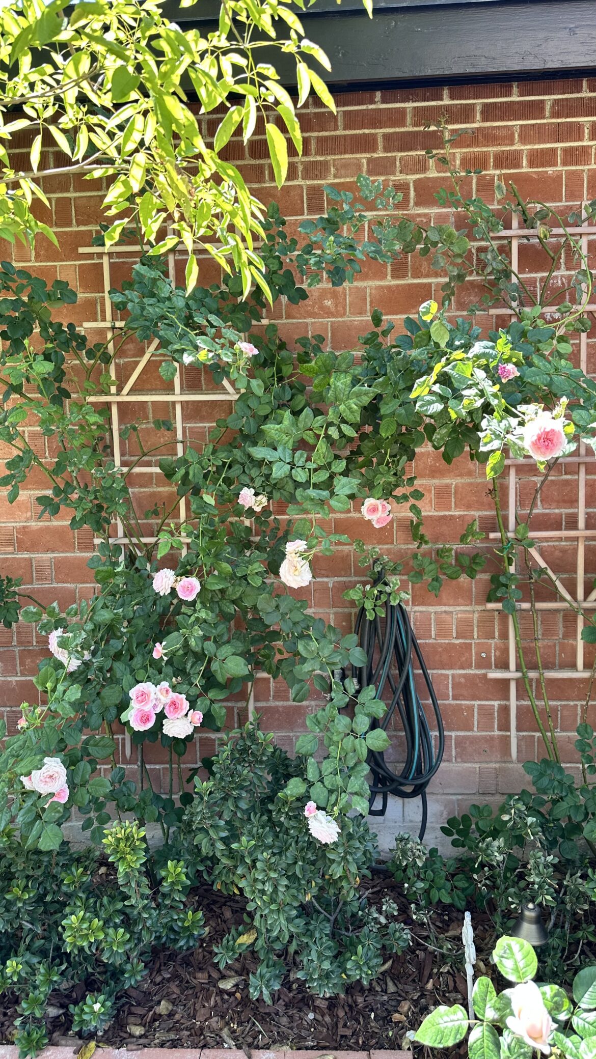 The Season for Simplicity in the Garden