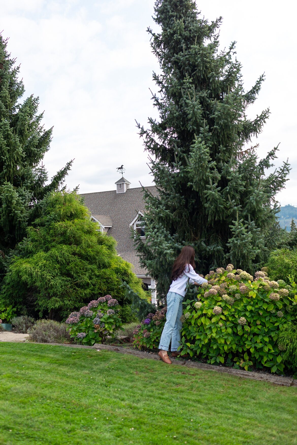 A trip to the PNW: U-Pick Dahlia Farm, and Hydrangeas